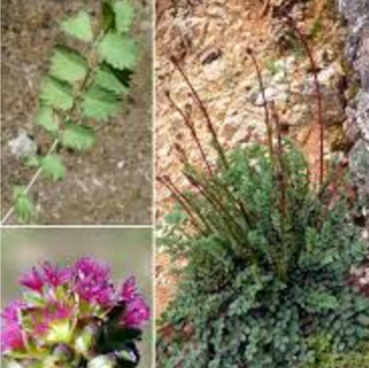 Pimpinella